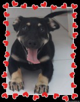 /album/adote-um-amigo/toddy-jpg/