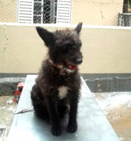 /album/adote-um-amigo/neguinha-gigi-jpg/